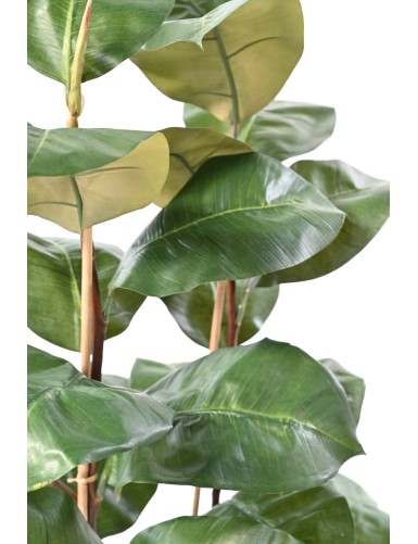 FICUS ELASTICA 113