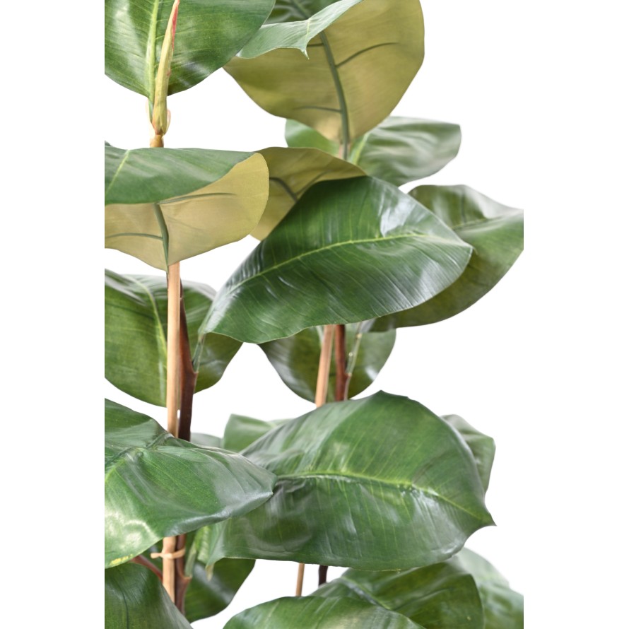 FICUS ELASTICA 113