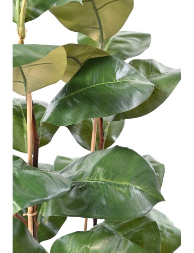 FICUS ELASTICA 113