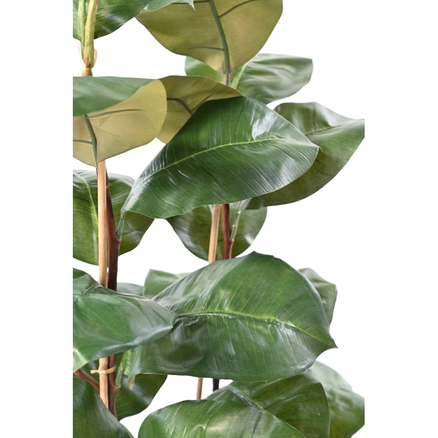 FICUS ELASTICA 113
