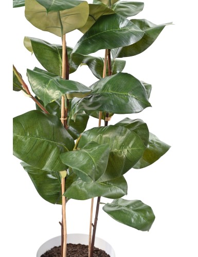 FICUS ELASTICA 113