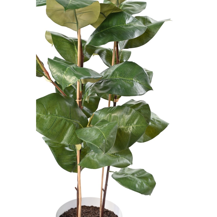 FICUS ELASTICA 113