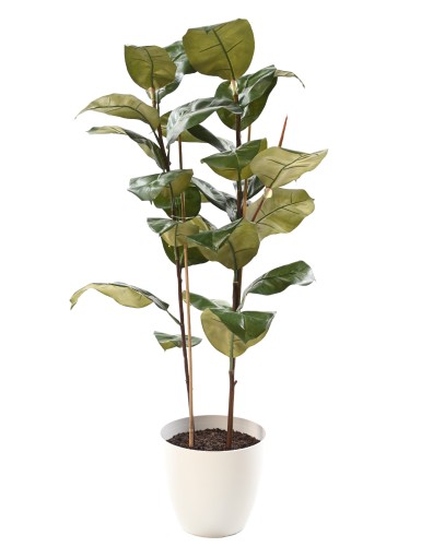 FICUS ELASTICA 113