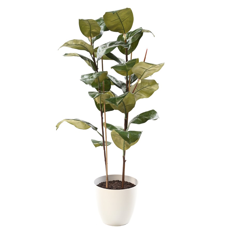 FICUS ELASTICA 113
