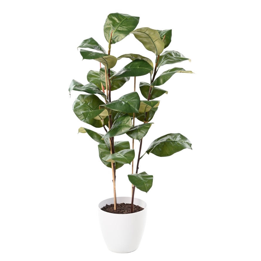 FICUS ELASTICA 113