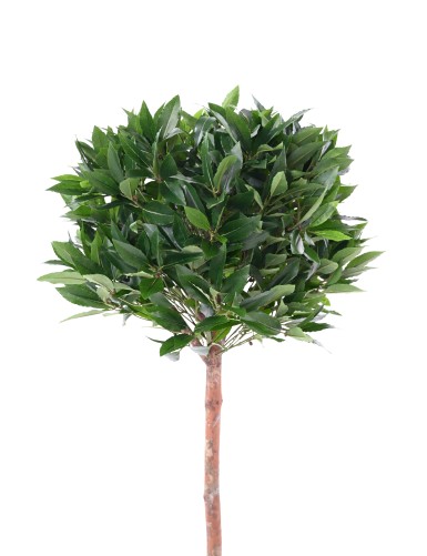 LAUREL BALL STEM 135 UV B