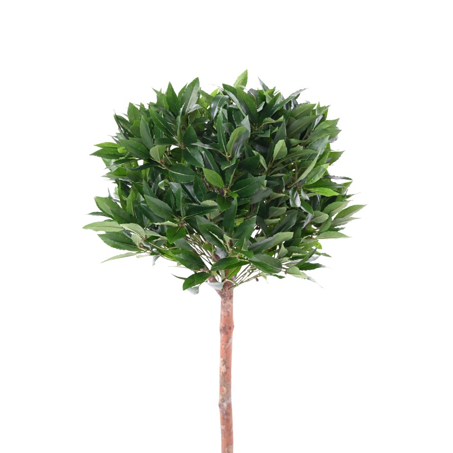 LAUREL ESFERA TALLO 135 RESISTENTE A LOS RAYOS UV B