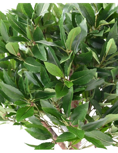 LAURIER BOULE TIGE 135 UV B