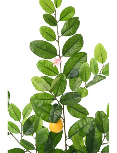 CITRONNIER SUNNY SPRAY