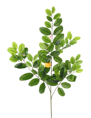 CITRONNIER SUNNY SPRAY