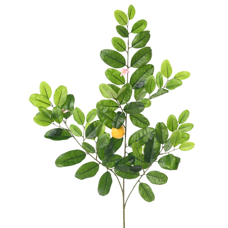 CITRONNIER SUNNY SPRAY