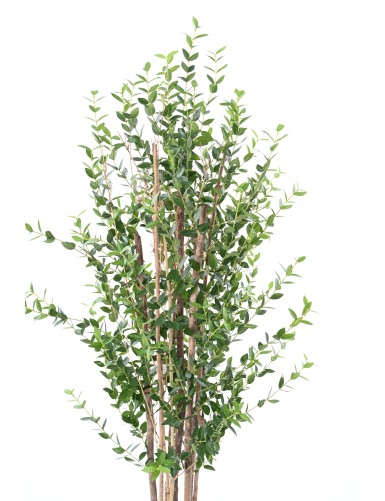 EUCALYPTUS MINI BUISSON 150 CM