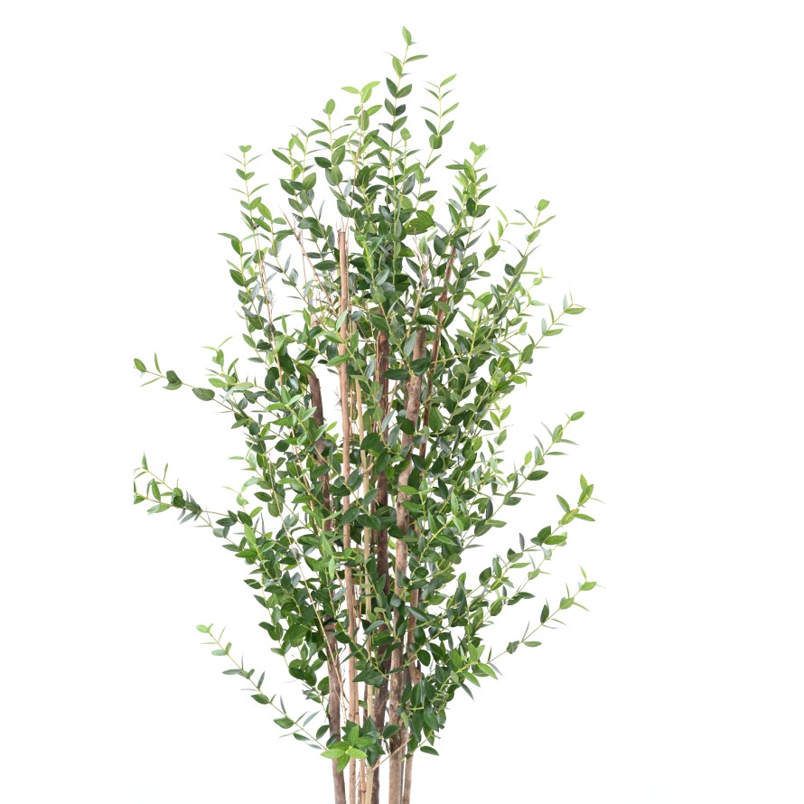 EUCALYPTUS MINI BUISSON 150 CM