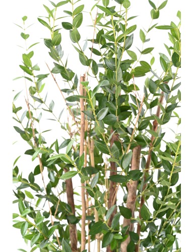 EUCALYPTUS MINI BUSH 150 CM