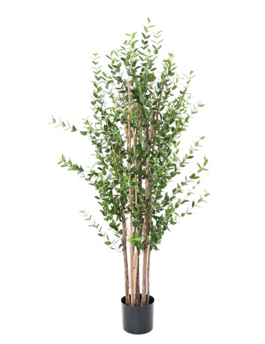 EUKALYPTUS MINI-BUSCH 150 CM
