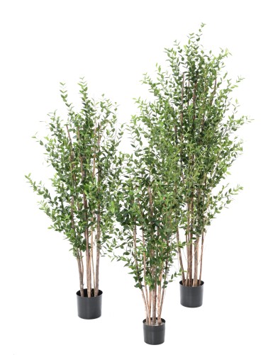 EUCALYPTUS MINI BUISSON 150 CM