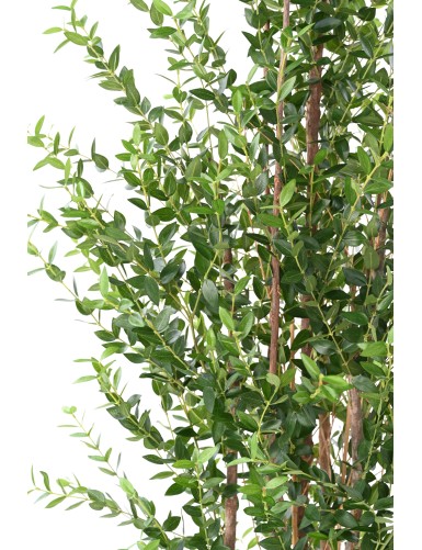 EUCALYPTUS MINI BUISSON 180 CM