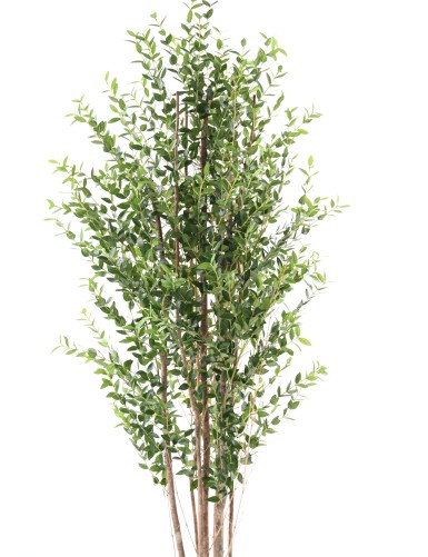 EUCALYPTUS MINI BUISSON 180 CM