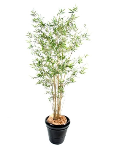 BAMBUS ORIENTALISCH NEW