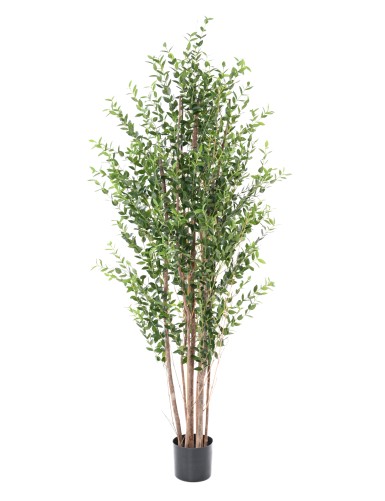 EUCALYPTUS MINI BUISSON 180 CM