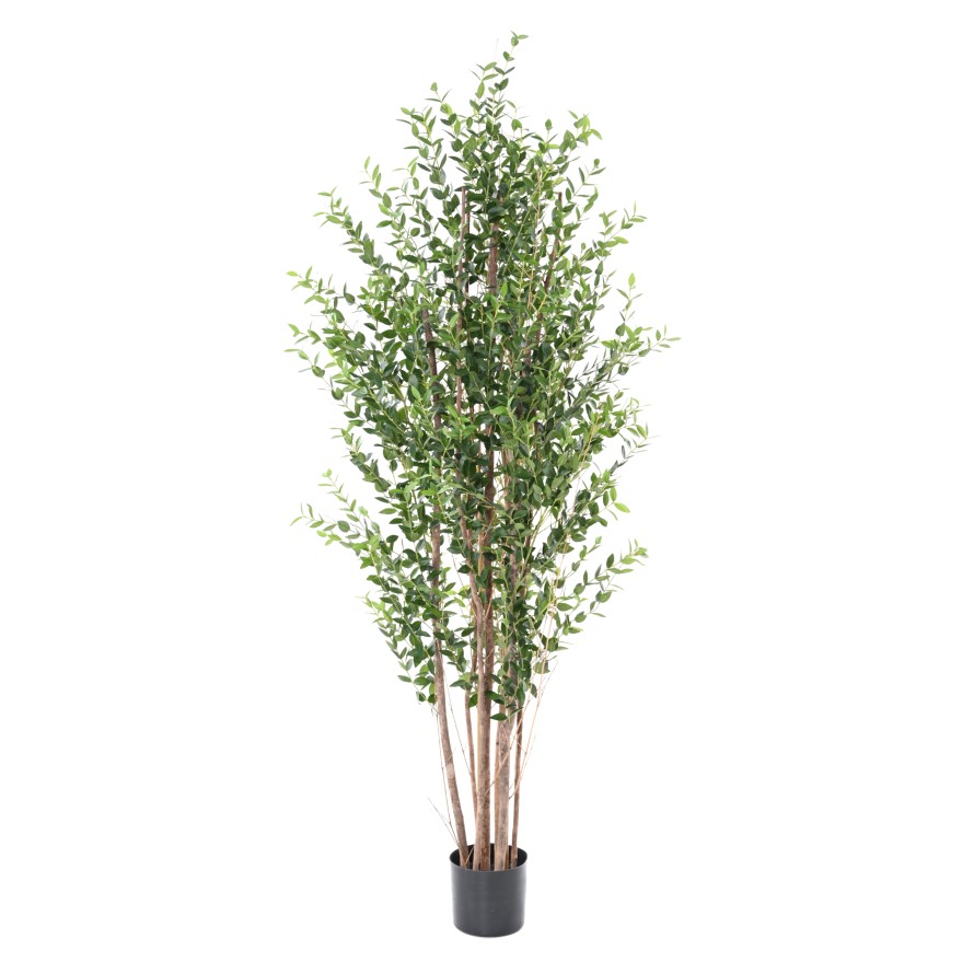 EUCALYPTUS MINI BUSH 180 CM