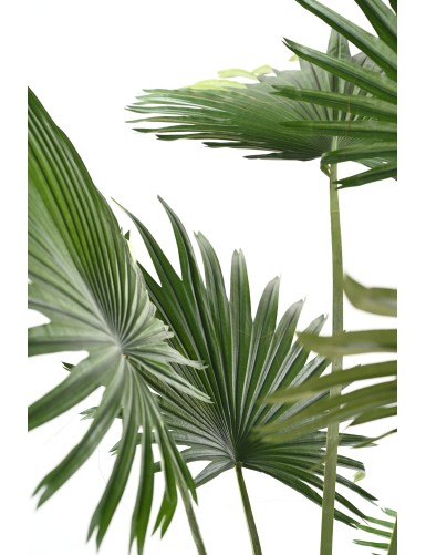 LIVISTONA-PALME (Fan Palm)