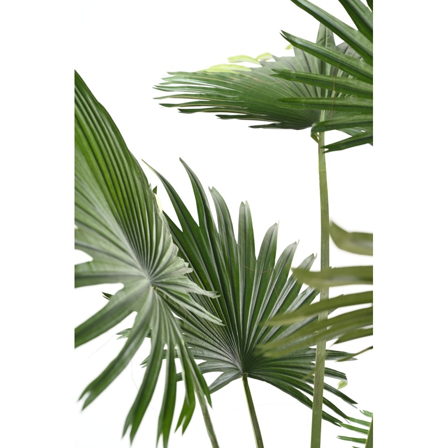PALMIER LIVISTONA (Fan Palm)