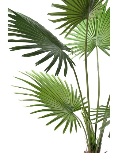 PALMERA LIVISTONA (Fan Palm)
