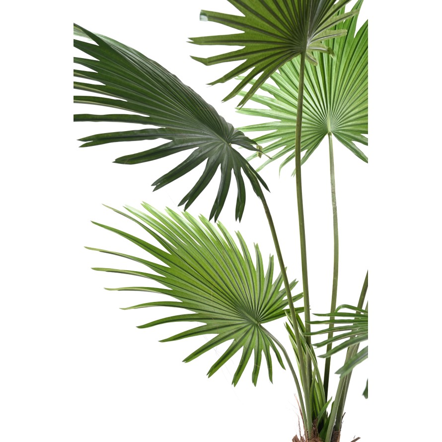 LIVISTONA-PALME (Fan Palm)