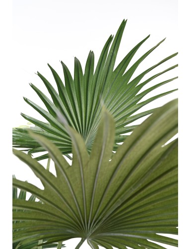 PALM TREE LIVISTONA (Fan Palm)