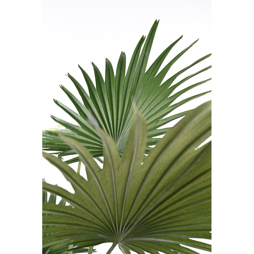 PALM TREE LIVISTONA (Fan Palm)
