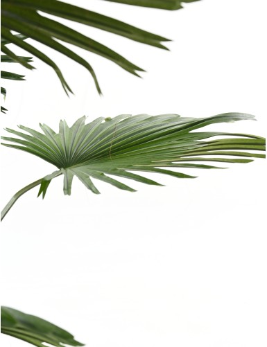 PALM TREE LIVISTONA (Fan Palm)