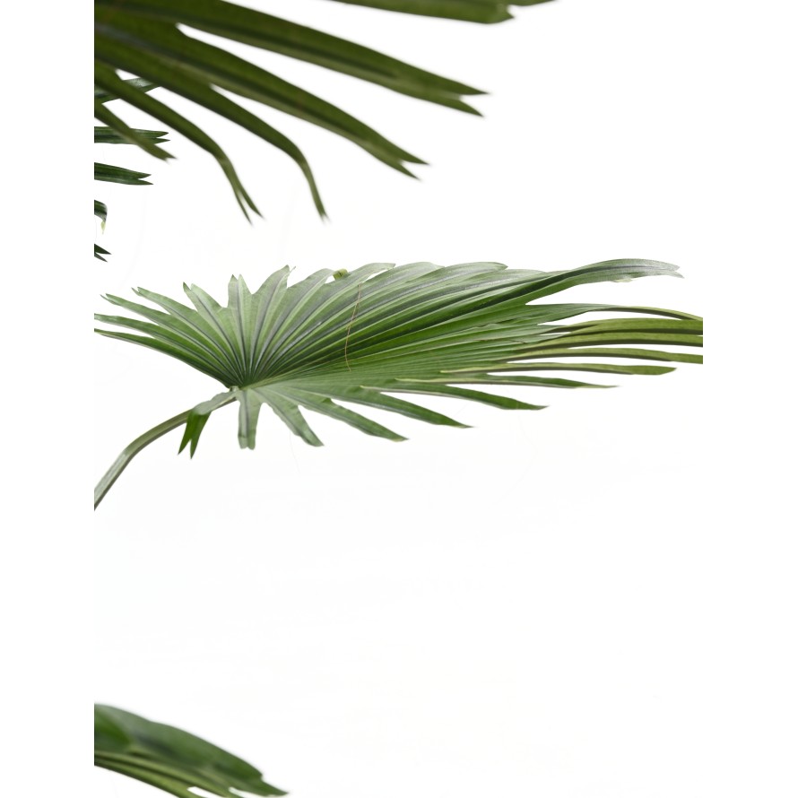 PALMERA LIVISTONA (Fan Palm)