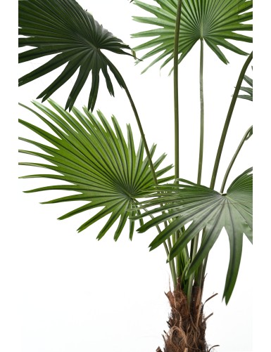 PALM TREE LIVISTONA (Fan Palm)