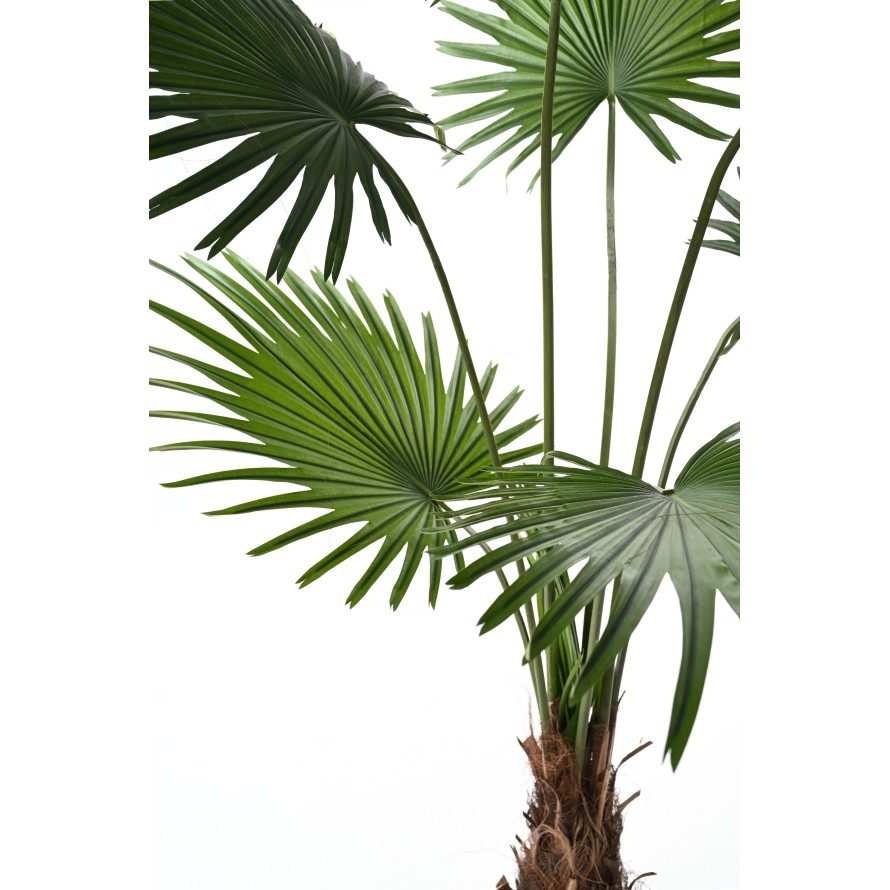 LIVISTONA-PALME (Fan Palm)