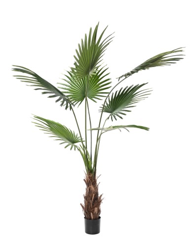LIVISTONA-PALME (Fan Palm)