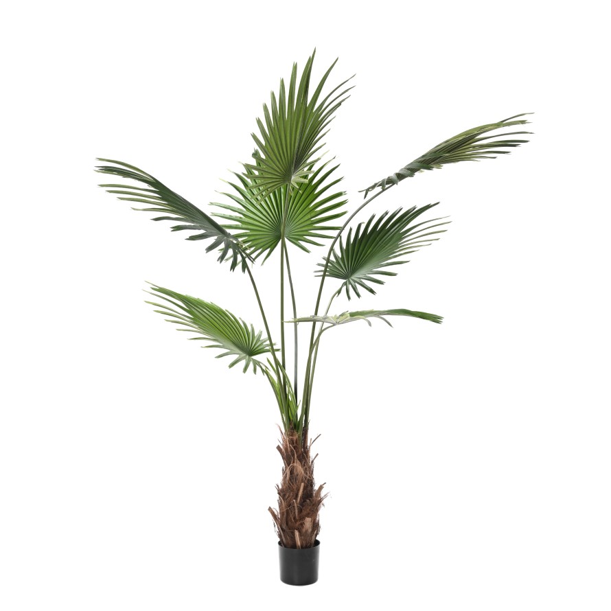 LIVISTONA-PALME (Fan Palm)