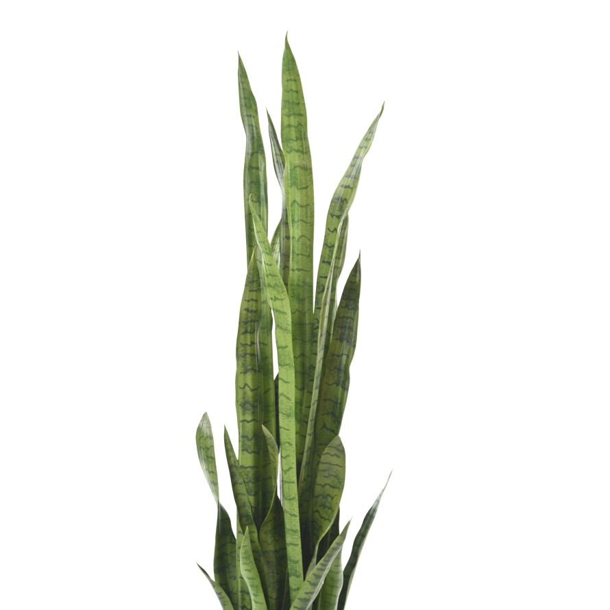 SANSEVIERIA LARGE 155 cm