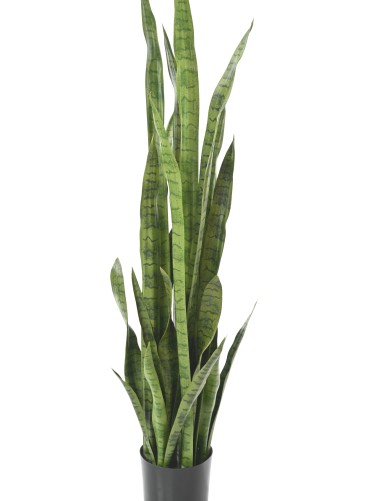 SANSEVIERIA LARGE 155 cm