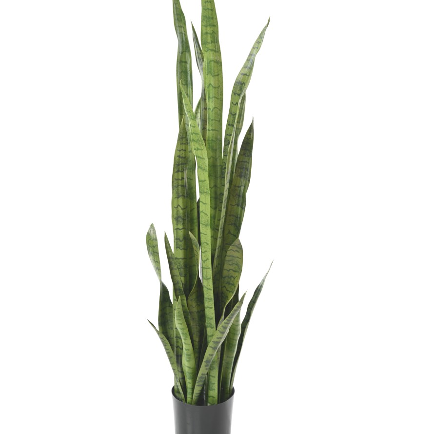 SANSEVIERIA LARGE 155 cm