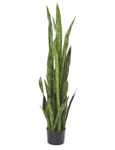 SANSEVIERIA LARGE 155 cm