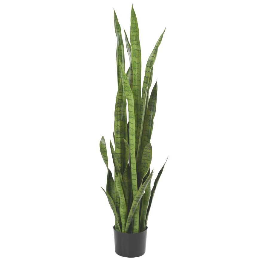 SANSEVIERIA LARGE 155 cm