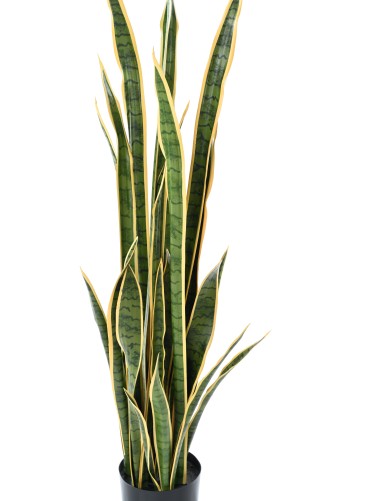 SANSEVIERIA LARGE 155 cm