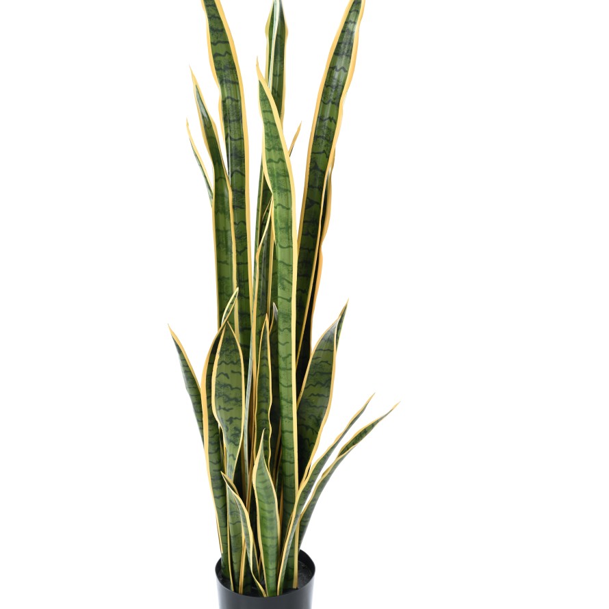 SANSEVIERIA LARGE 155 cm