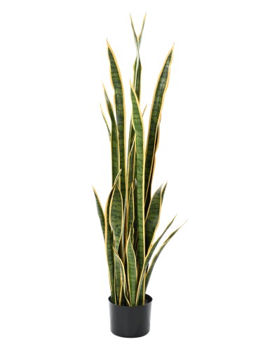 SANSEVIERIA LARGE 155 cm