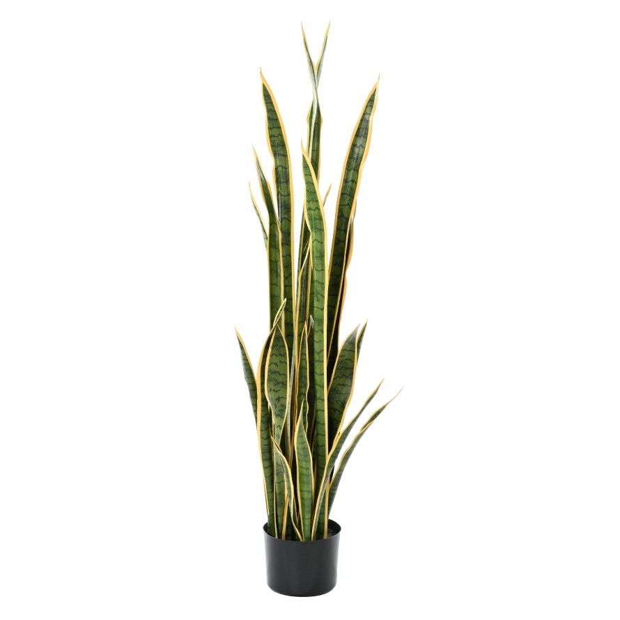 SANSEVIERIA LARGE 155 cm