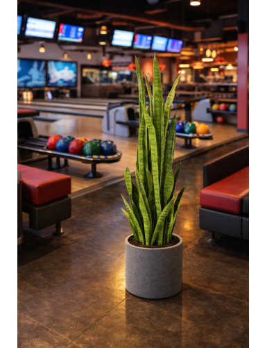 SANSEVIERIA LARGE 155 cm