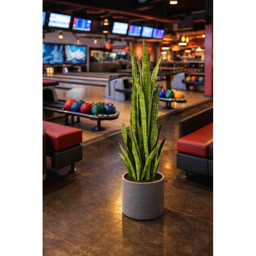 SANSEVIERIA LARGE 155 cm