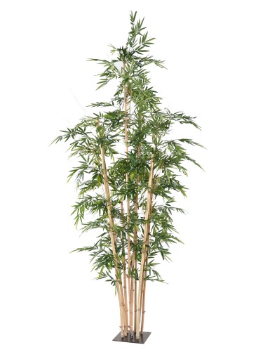 BAMBOU  GEANT