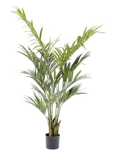 KENTIA PALMERA